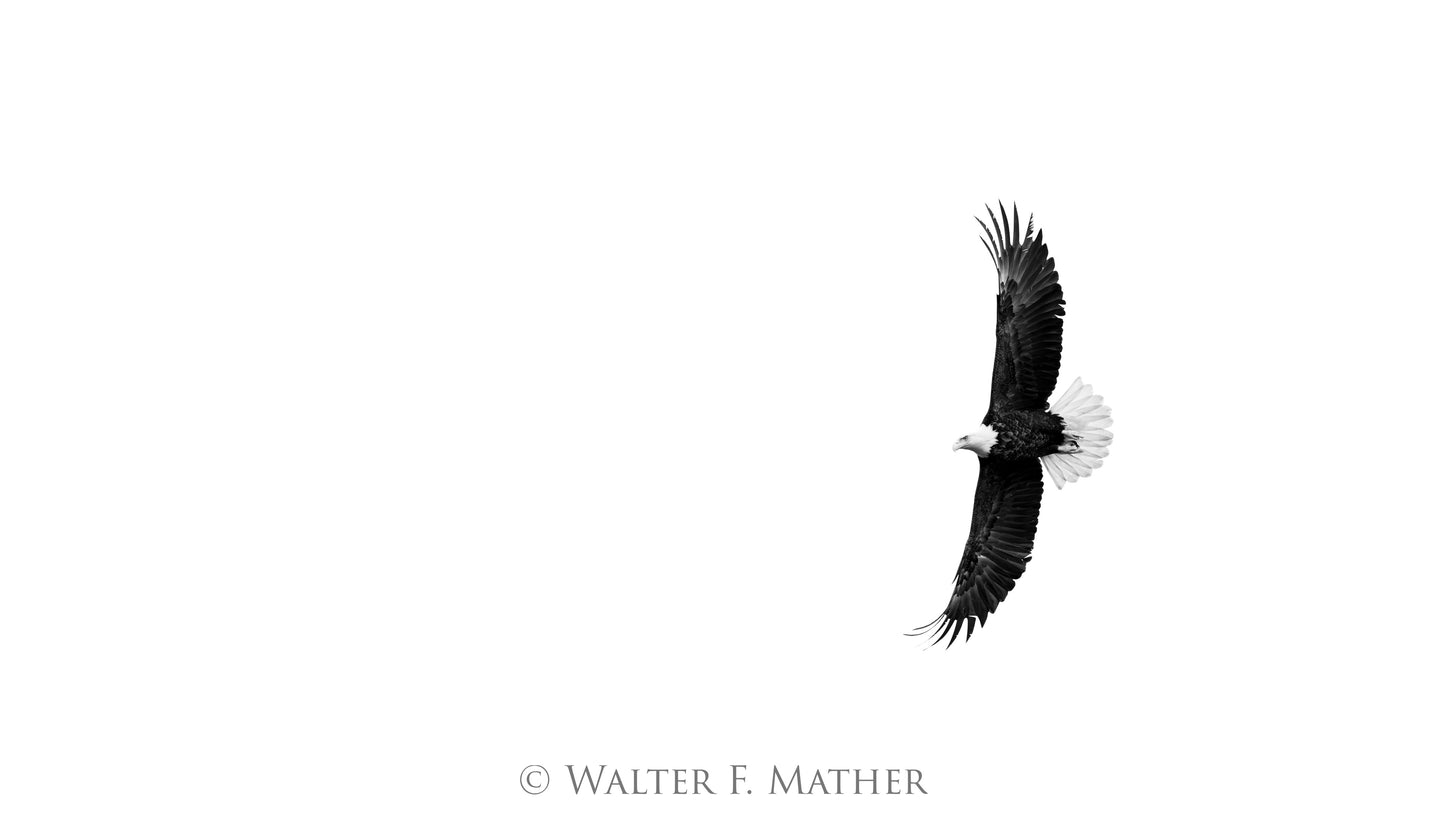 In the Clouds - Bald Eagle