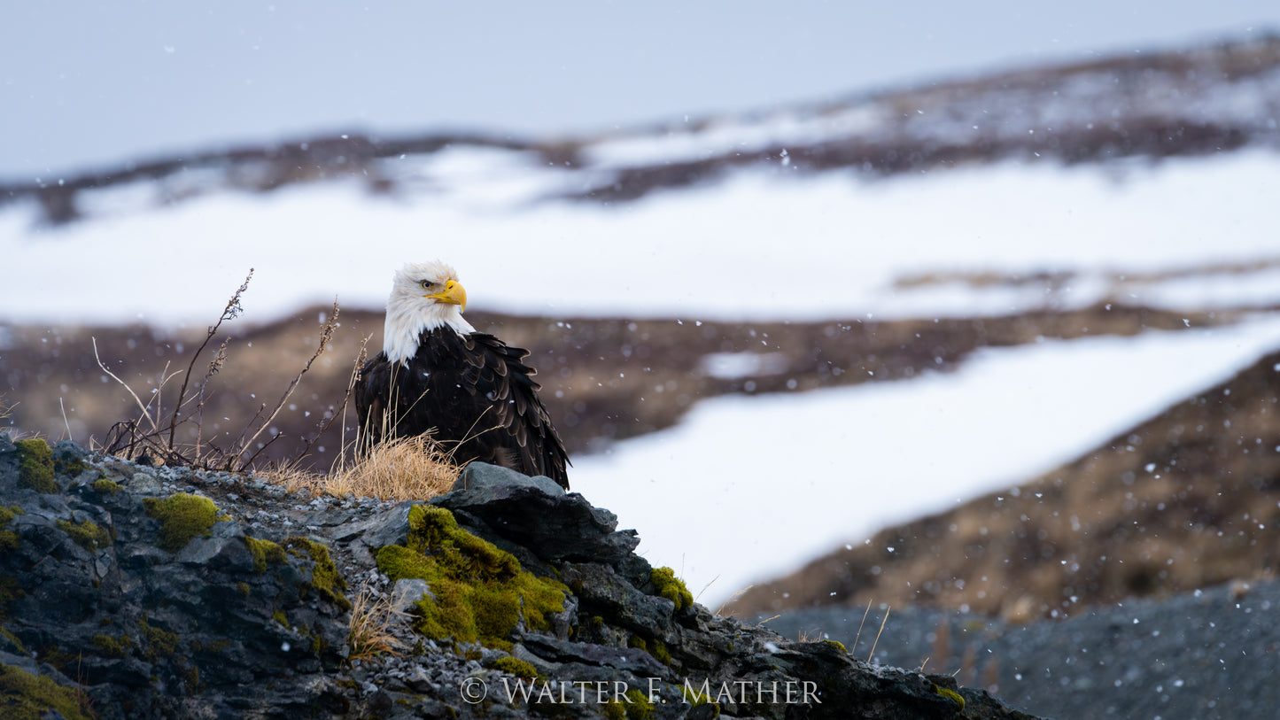 Dutch Eagle