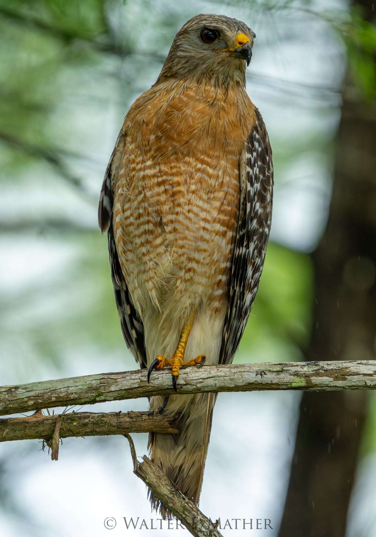 Storm Perch