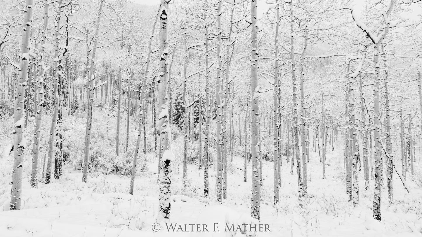 First Snow - Aspens