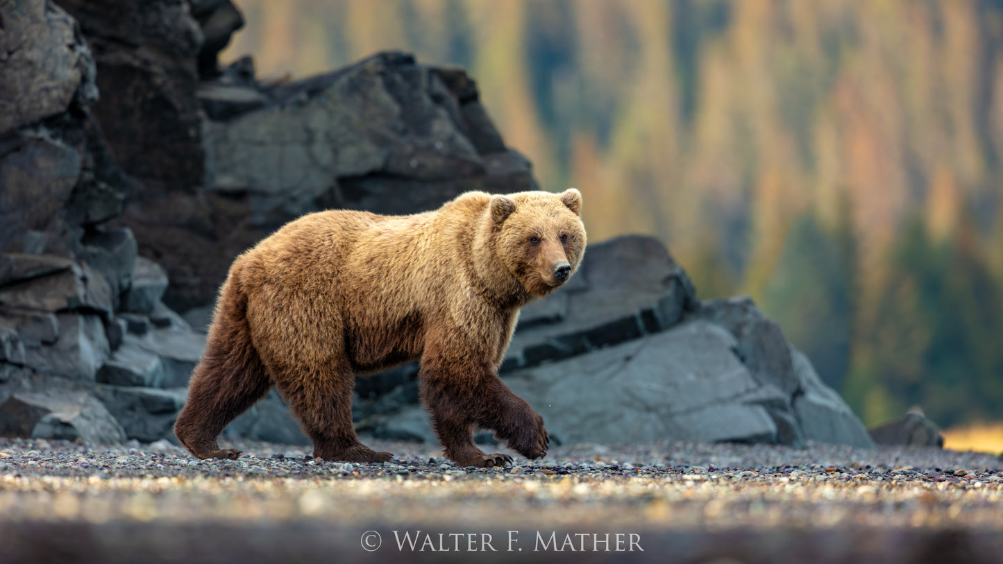 Beach Bear