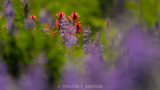 The Colors of Summer