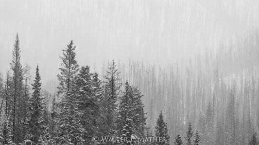 The Will of Winter