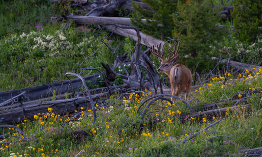 Summer Muley