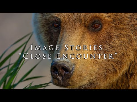 Nature Photography Video | Photographing Wild Brown Bears for Photography Prints